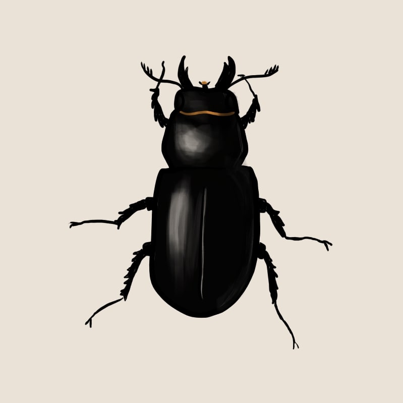 Study of a beetle.