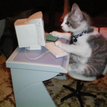 Kitten sitting at a tiny computer